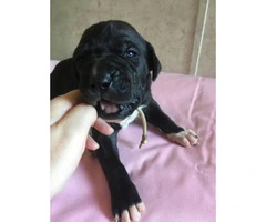 6 Available Great Dane pups - 17
