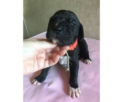 6 Available Great Dane pups - 18