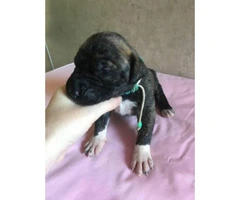 6 Available Great Dane pups - 19