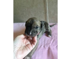 6 Available Great Dane pups - 22