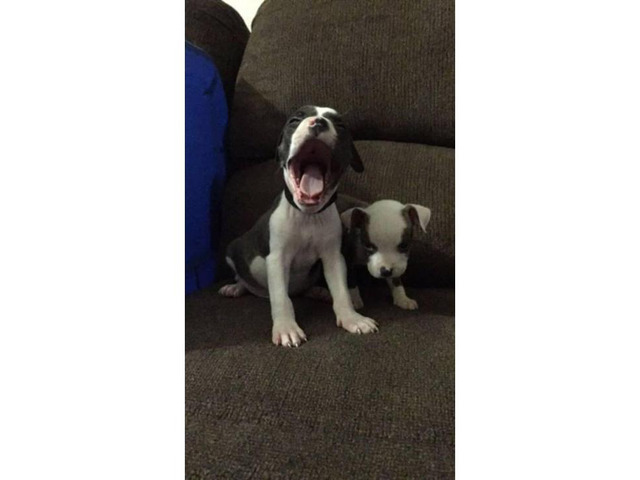 2 Male Pitbull Puppies for sale Philadelphia Puppies for