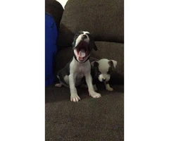 2 Male Pitbull Puppies for sale - 1