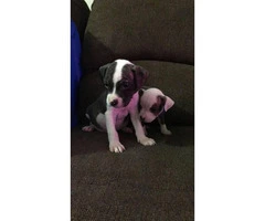 2 Male Pitbull Puppies for sale - 3