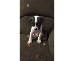 2 Male Pitbull Puppies for sale - 4