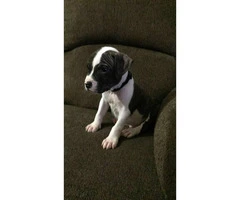 2 Male Pitbull Puppies for sale - 5