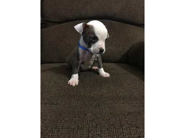 2 Male Pitbull Puppies for sale Philadelphia Puppies for