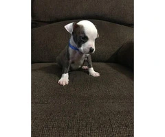 2 Male Pitbull Puppies for sale - 7
