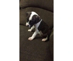 2 Male Pitbull Puppies for sale - 8