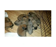 English Mastiff puppies - 2 males and 5 females available