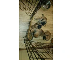 English Mastiff puppies - 2 males and 5 females available - 2