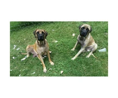 English Mastiff puppies - 2 males and 5 females available - 3