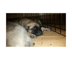 English Mastiff puppies - 2 males and 5 females available - 4