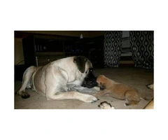 English Mastiff puppies - 2 males and 5 females available - 5
