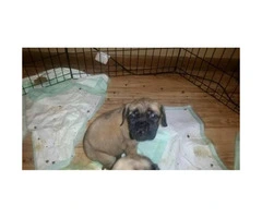 English Mastiff puppies - 2 males and 5 females available - 6