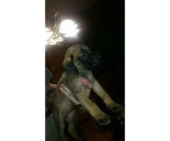 English Mastiff puppies - 2 males and 5 females available - 7