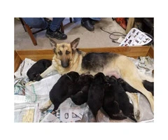 Full blooded German Shepherd Puppies - 6
