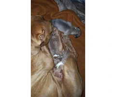Pure bred red nose blue pit bull for sale - 2