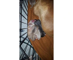 Pure bred red nose blue pit bull for sale - 3