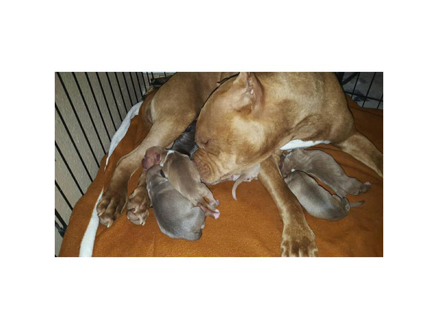 Pure bred red nose blue pit bull for sale in , Florida - Puppies for