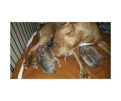 Pure bred red nose blue pit bull for sale - 4