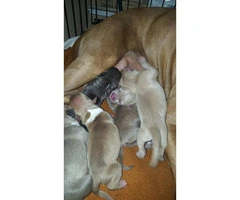 Pure bred red nose blue pit bull for sale - 5
