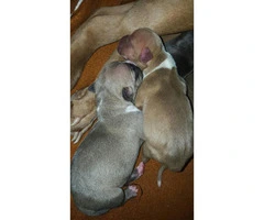 Pure bred red nose blue pit bull for sale - 6