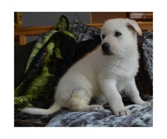 2 males available  white GSD Puppies