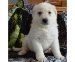 2 males available  white GSD Puppies - 2