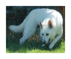 2 males available  white GSD Puppies - 3