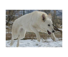 2 males available  white GSD Puppies - 4