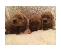 For Sale AKC Golden Retriever puppies - 2