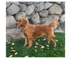 For Sale AKC Golden Retriever puppies in Denver, Colorado ...