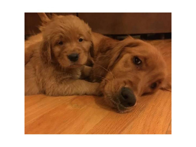 For Sale AKC Golden Retriever puppies in Denver, Colorado ...