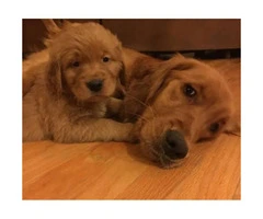 For Sale AKC Golden Retriever puppies - 4