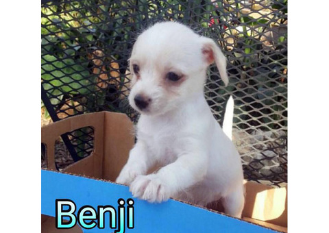 2 adorable Malchi puppies for sale