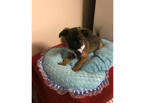 Beautiful Brussels griffon male puppy 9 weeks old