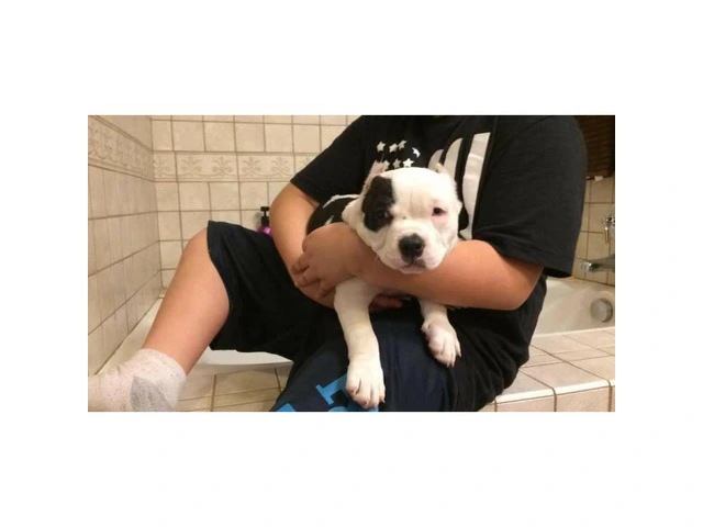 9 weeks old Pocket American Bully Puppies for Sale