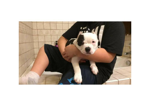 9 weeks old Pocket American Bully Puppies for Sale