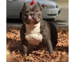 9 weeks old Pocket American Bully Puppies for Sale - 3