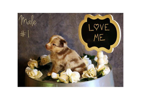 Australian Shepherd puppies Fullblooded