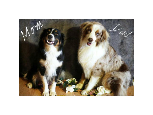 Australian Shepherd puppies Fullblooded in Dayton, Ohio ...