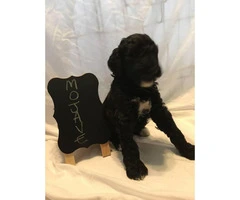 10 weeks old AKC Standard Poodle For Sale - 2