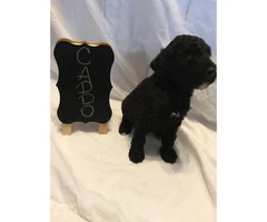 10 weeks old AKC Standard Poodle For Sale - 5