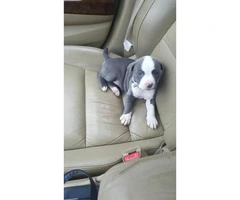 Female Pit puppy for sale