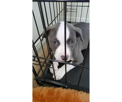 Female Pit puppy for sale - 5