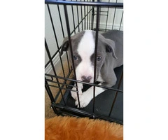 Female Pit puppy for sale - 6