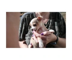 2 full-blooded female Chihuahua puppies