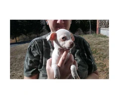 2 full-blooded female Chihuahua puppies - 2