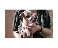 2 full-blooded female Chihuahua puppies - 3