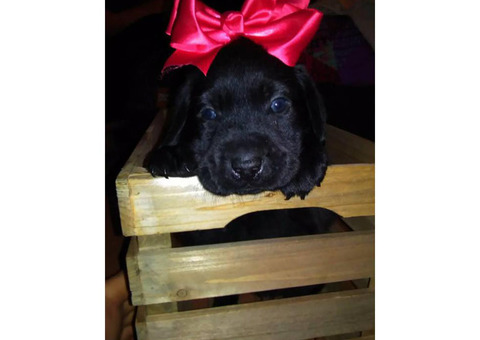 Beautiful purebred Lab Pups with papers